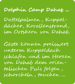 Dolphin Camp Info