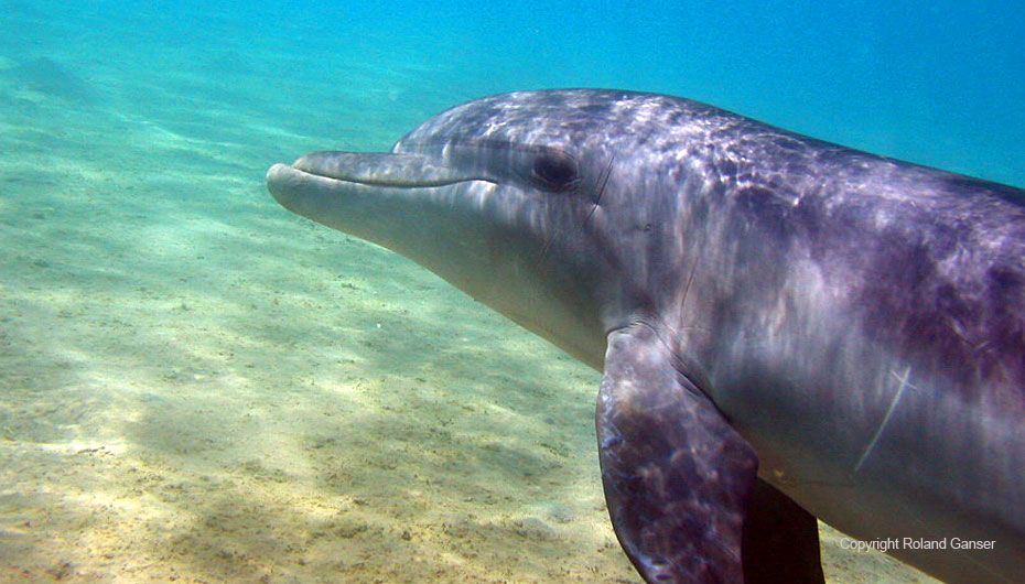 dolphin-baby-fish-dahab